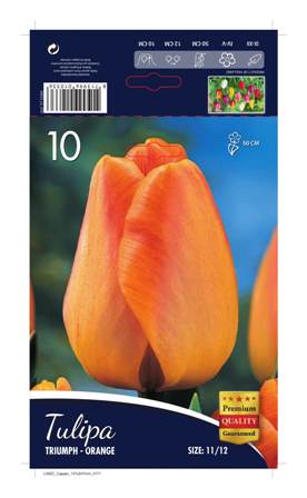 Лале Triumph Orange 1 оп (10 луковици)